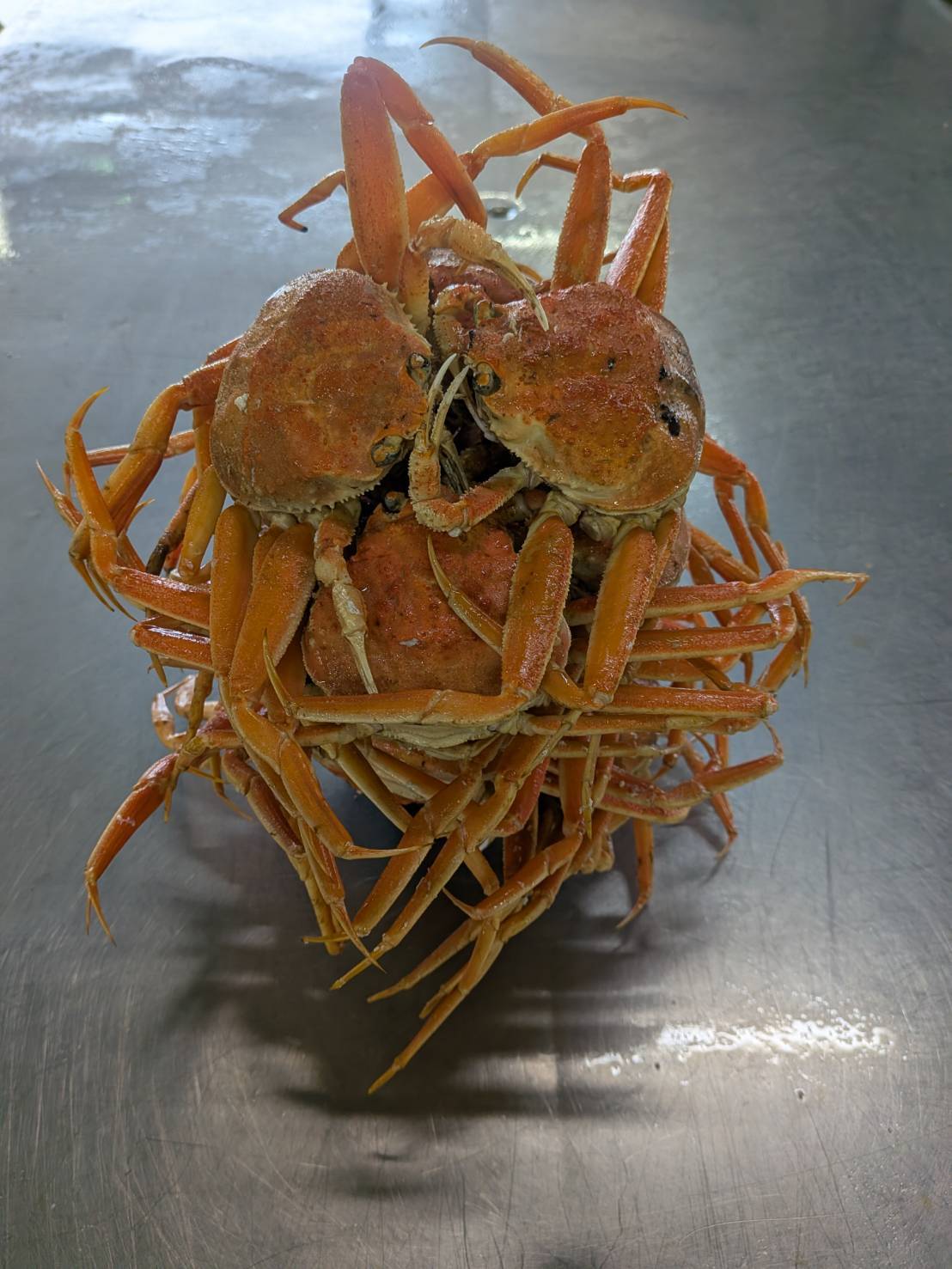 2025年11月】松葉がに解禁🔥「セコガニ盛り放題」初開催！香住で限界